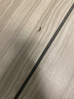 A bug in the bathroom