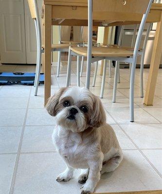 Our fur baby, Koda after his haircut.