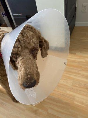 My dog with his eyes squeezed shut and a properly fitted cone from the vet