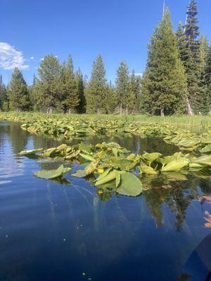 Lily pads