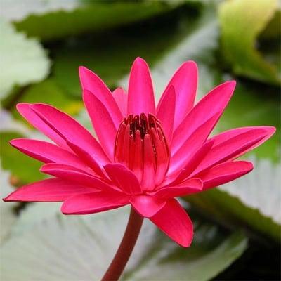 Night blooming Water Lilies.