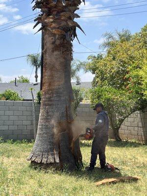 Jesus removing the husk of the tree to expose the core