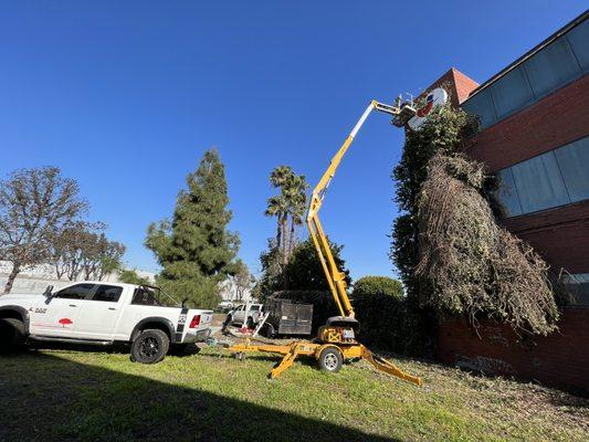 Ivy removal