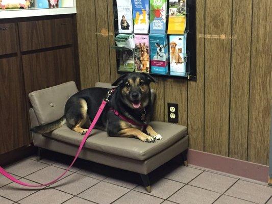 Leila enjoying the doggie couch in Dr. Radwanski's office!