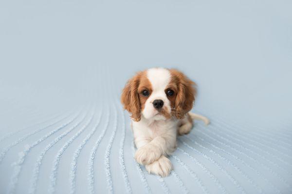 as I'm a newborn photographer, had to do a "newborn" photoshoot for our 11 week old cavalier Momofuku. We can't wait to join our puppy class