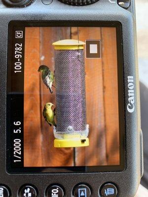 Lesser goldfinches visiting my nyjer-filled finch feeder from WBU.