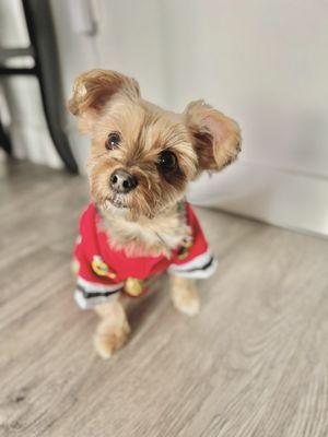 Minnie cheering for the Hawks the day of her grooming!