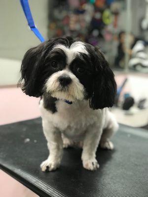 Rosie captured my dog's personality with her cut and groom.