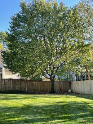 Sunshine Tree & Lawn