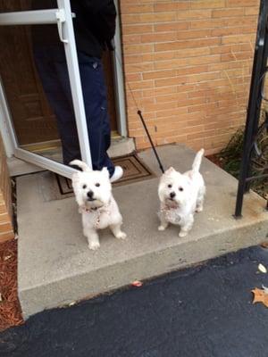 My Westies Finn & Bella!! I love Pooches N' Purrs, my babies always look their best after a trip to Dawn........... 5 stars!!