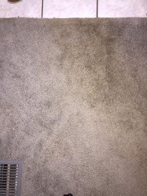 Carpet still has large brown stain even after they cleaned! Several spots like this! They were trying to hurry & didn't take their time!