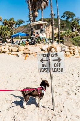 Dog Beach in Laguna!
#Dogwalk!
#Petsitting #LaderaRanch #OrangeCounty