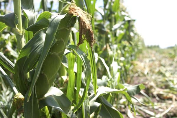 A row of Sweet Corn  growing at our farm in Plainfield/Oswego