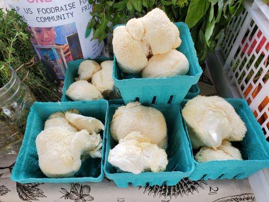 Lion's Mane mushrooms  so fuzzy