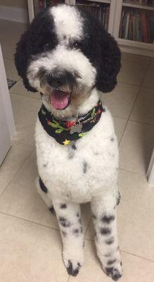 Freshly bathed and groomed his long hair from his extensive dog camp stay.