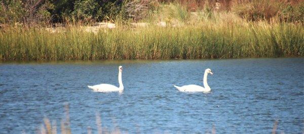 Swans in formation