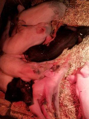 2 week old piglets