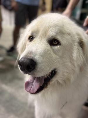 Great Pyrenees