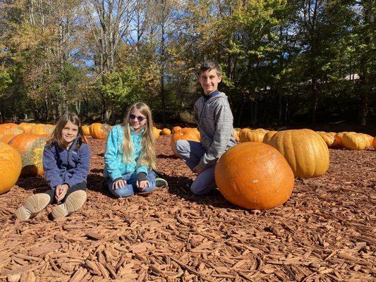 Huge pumpkins