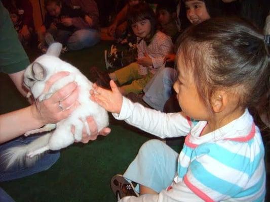 Animal Visitor - Chinchilla!