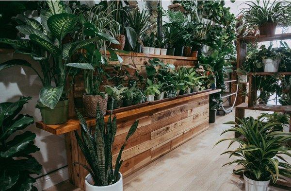 We carry plants in all sizes, colors, textures, and levels of maintenance.