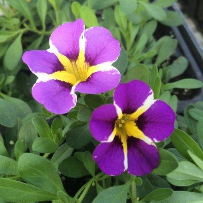 Calibrachoa, or 'Million Bells' is an easy to care for trailing flower that likes sunny locations. No need to dead-head!