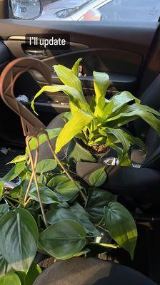 Mican philodendron and neon plant