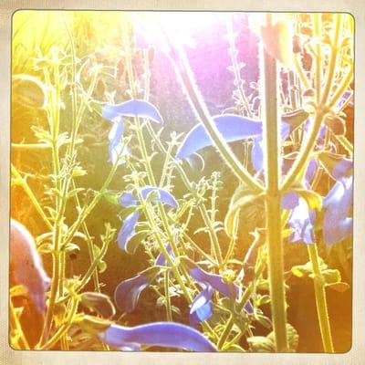 Blue flowers of Salvia patens