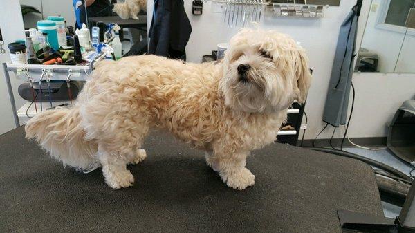 Before Boopsie was groomed :) Shaggy bear!