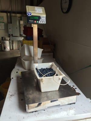 You pick blueberries $1.50 per lb as of July 2, 2016