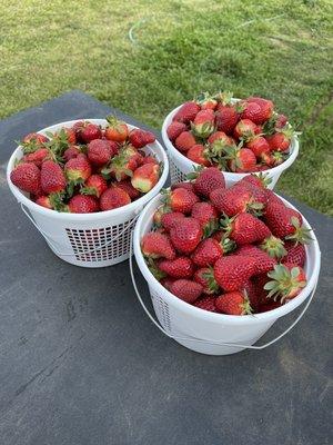 Pick your own strawberries will be starting soon.