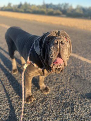 Past client Monkey on his Heeled walk