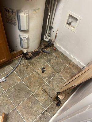 ROACH NEST on leaking water heater