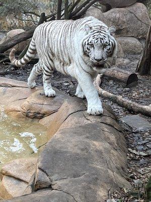 White tiger