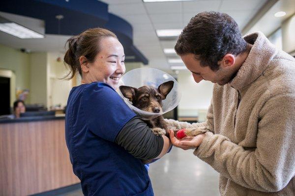 Emergency veterinarian