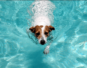 Canine Hydrothereapy in Springfield & Eugene Oregon