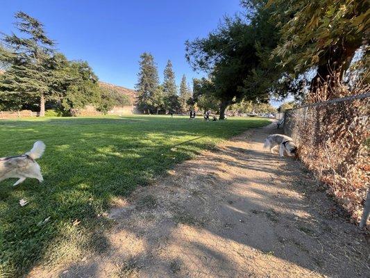 Big grassy-shady area for the larger dog park here!