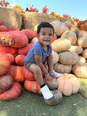 Austin Pumpkin Festival on 10/12/2024