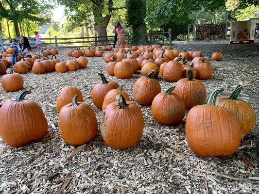 Pumpkin patch