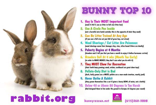 Bunny tip sheet