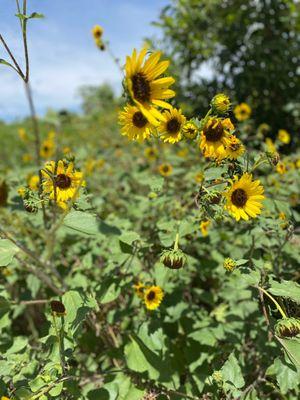 Sunflowers