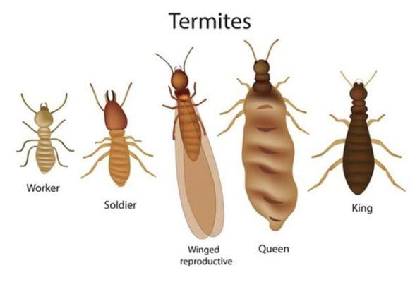 Termite Colony