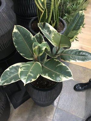 Variegated ficus elastica