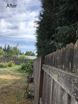 Leyland Cypress Trimming back from the fence line