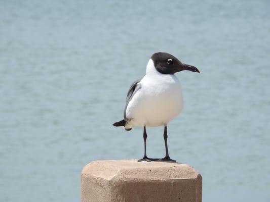 Sea Gull