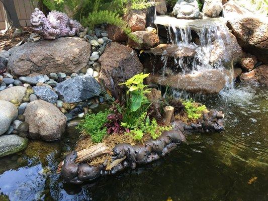 Golden Pond Water Plants