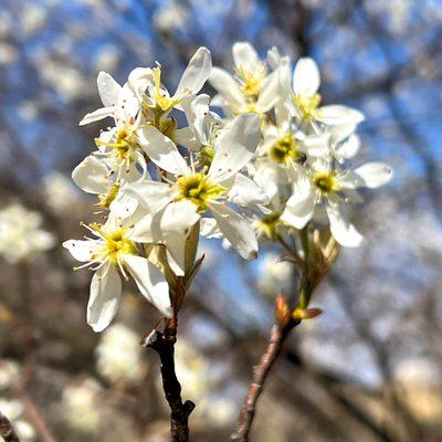 Serviceberry is one of our favorite native trees! It can be planted almost anywhere and is so easy to care for. Delicate spring flowers brig