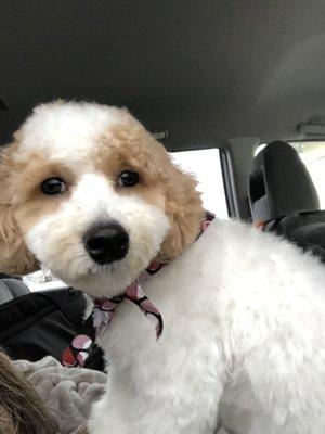 6 month old Maltipoo & his 1st grooming visit. We love his cut!!