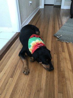 Happy, CLEAN, and tired doggie in her stylish bandana!