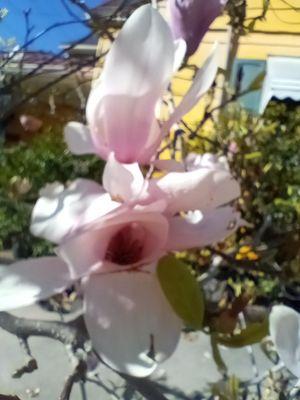 Pretty tulip tree across the street